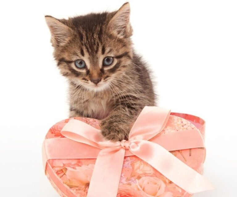 33 Hilarious Gag Gifts to Buy for the Holidays