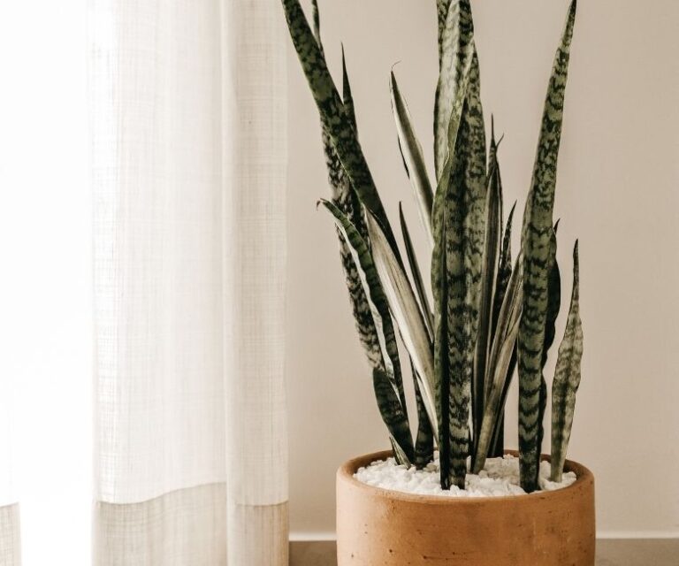 30 Plant Decors to Liven Up Your Living Space