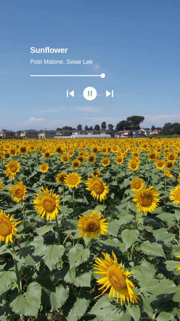 Sunflower iPhone Wallpaper - Free Phone Background - Verderamade