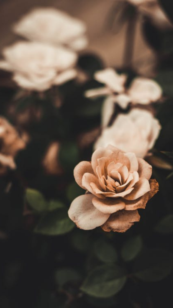 41 Free iPhone Vintage Flower Wallpaper to Use - atinydreamer